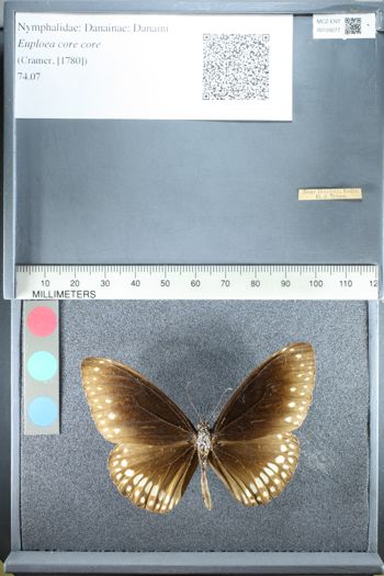 Media type: image;   Entomology 159277